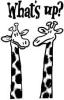 Giraffes whats up?