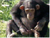 pee monkey