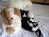 Kitty with stuffed dog