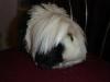 emo guinea pig