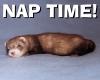 Ferret - Nap time