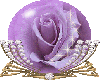 lilac rose globe