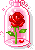 rose under glass
