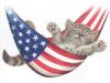 Cat on 4th of july