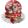 dog globe