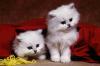 Two White Kittens