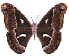 moth_wings