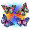 Rainbow Butterflys