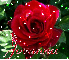 Jovanna 2 red rose