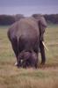mother & baby elephant