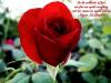 Rose is sing of Love