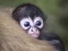 baby spider monkey