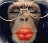 ape kissing