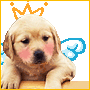 angel puppy avatar