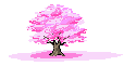 beautiful cherry blosom tree