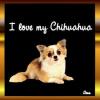 I love my Chihuahua