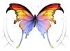 Rainbowish Butterfly