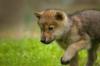 Cute Baby Wolf