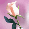 Single Pink Rose with Glitter