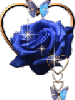 Blue rose in a heart
