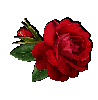 pretty bright red rose