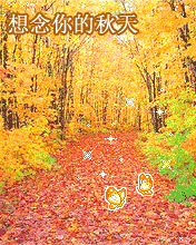 cute butterflies in the  forest
