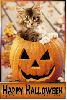 kitty and pumpkin