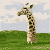 Giraffe falling