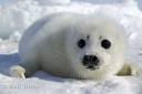 cutie seal