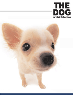 cute dog