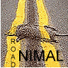 Road ANIMAL