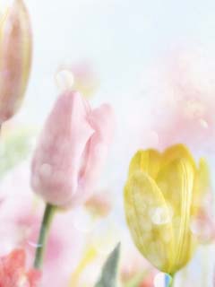 cute kawaii flowers