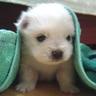 Cute Pup