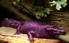 purple crocodile