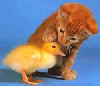 Cat Patting Chick