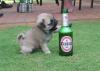 pug with beer