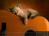 cat in guitar