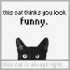 This Black Cat Thinks You Look Funny. This Black Cat Is Always Right